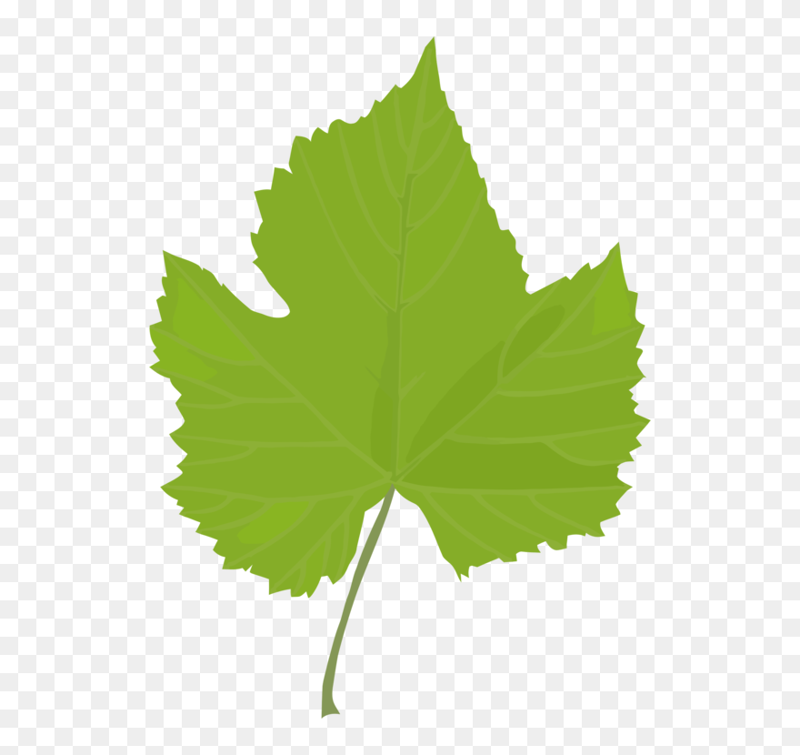Plant,leaf,tree - Clip Art Grape Leaf - Png Download