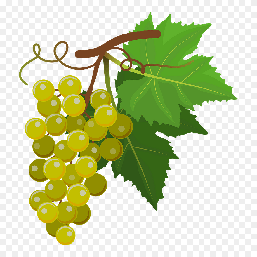 Grapes 010220193 Clipart - Sultana - Png Download