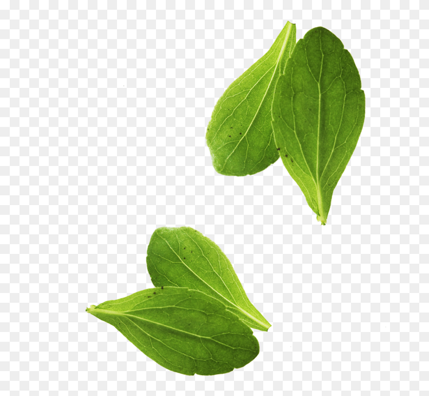 Transparent Basil Png - Transparent Basil Leaf Png Clipart