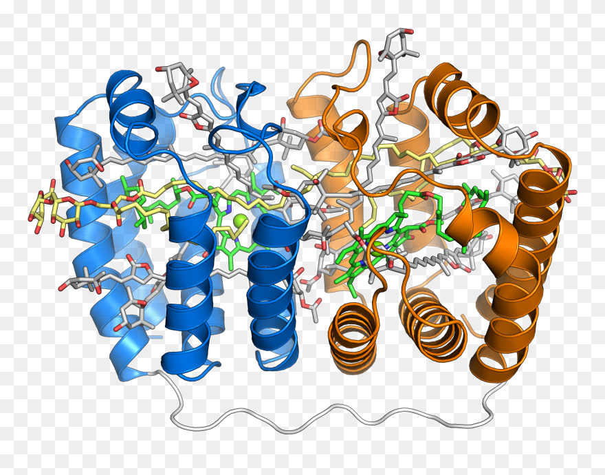 1ppr Peridinin Chlorophyll Protein - Complex Protein Structure Clipart
