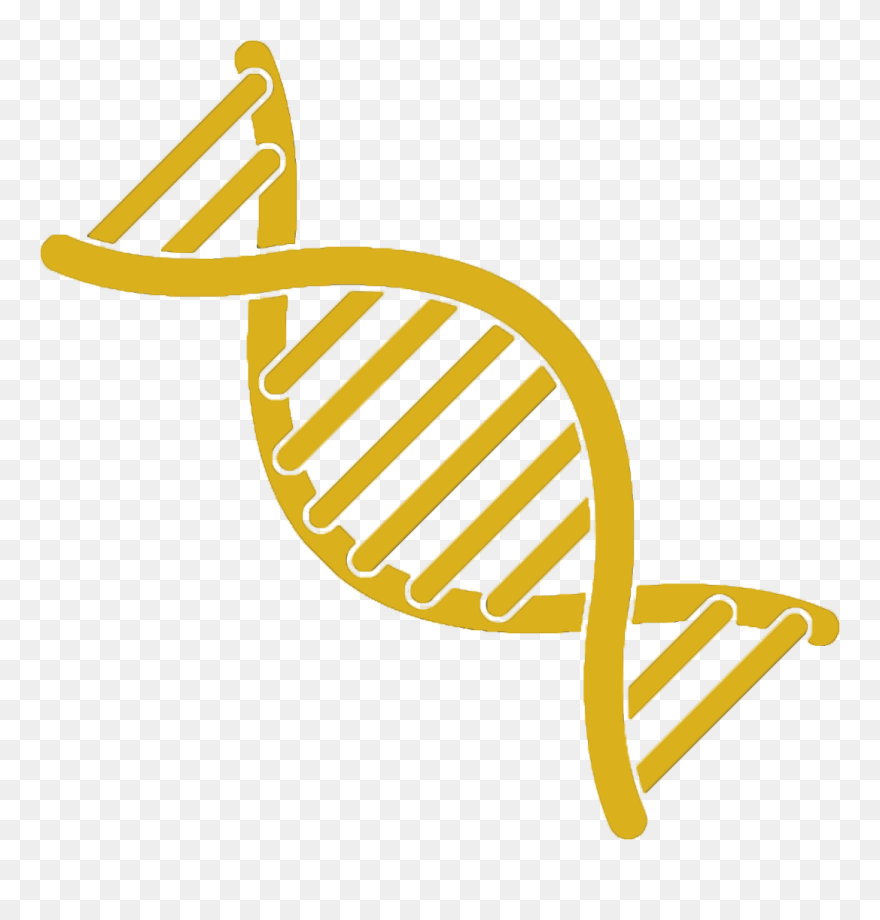 Dna Typing Of Cattle Represents A Significant Improvement - Yellow Dna Strand Png Clipart