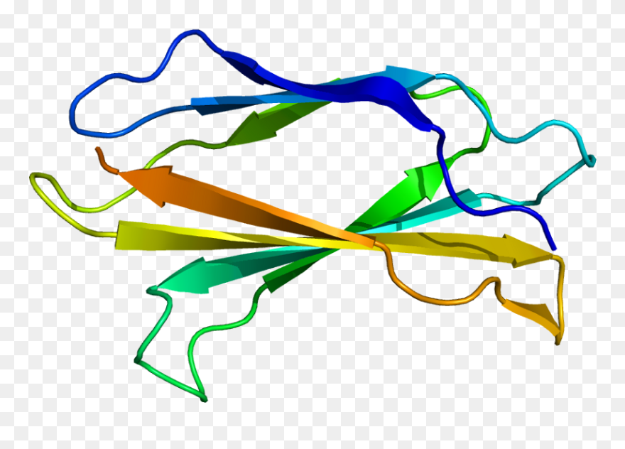 Protein Tnc Pdb 1ten - Tenascina C Clipart