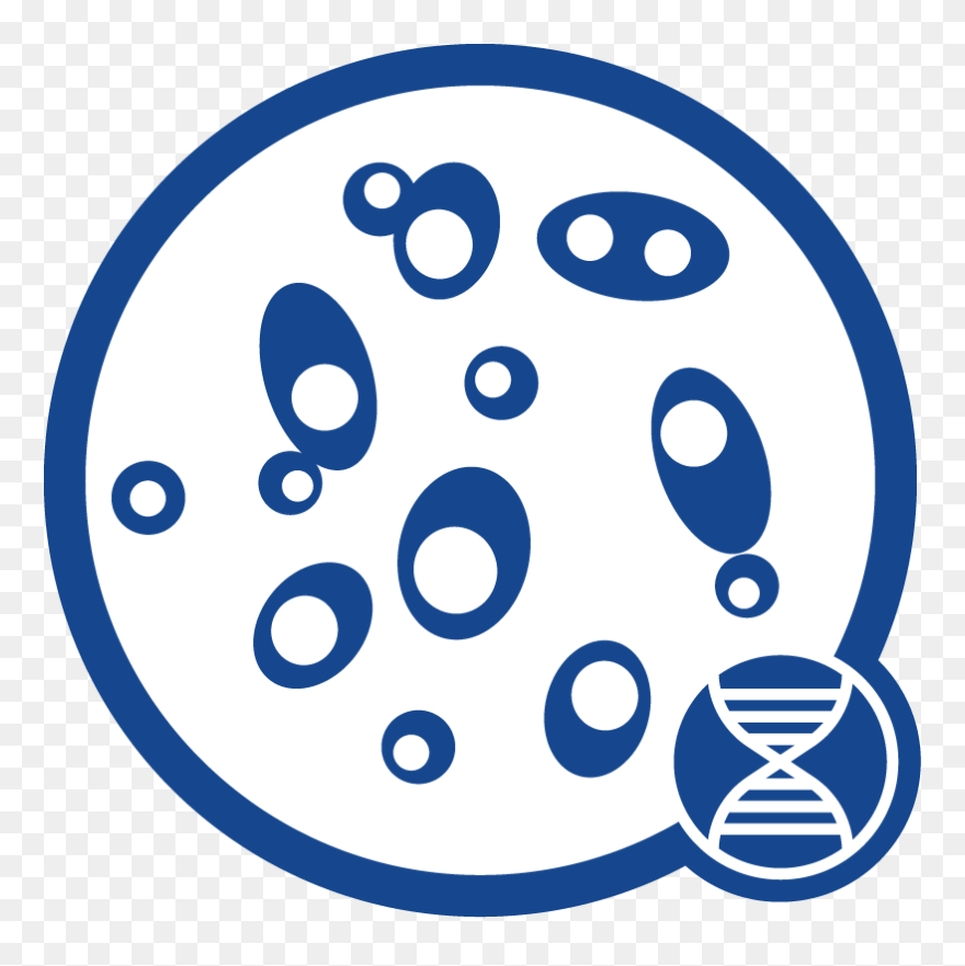 Yeast Dna Icon - Yeast Dna Extraction Clipart - Png Download