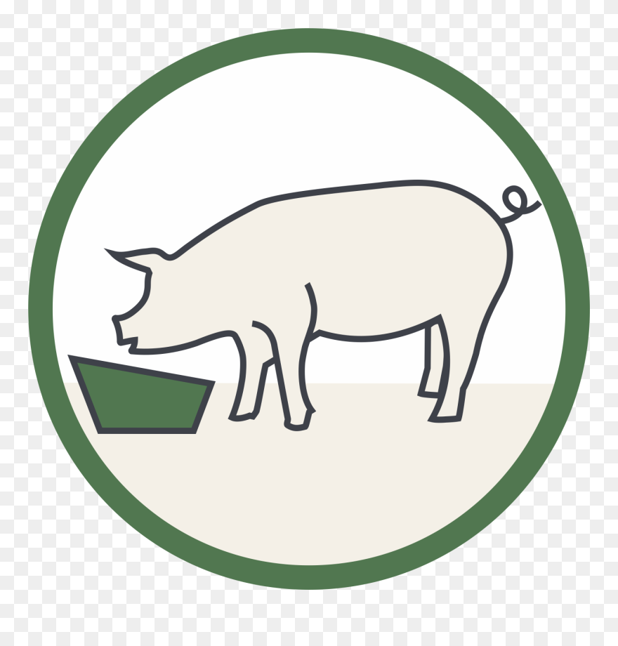 Domestic Pig Clipart
