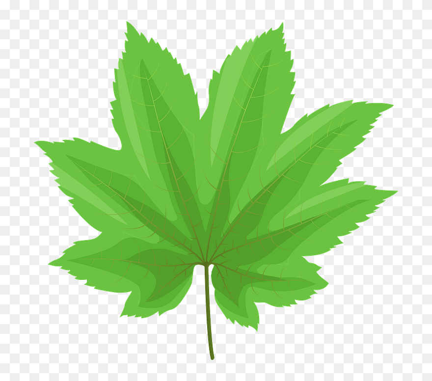 Vine Maple Green Leaf Clipart - Vine Maple - Png Download