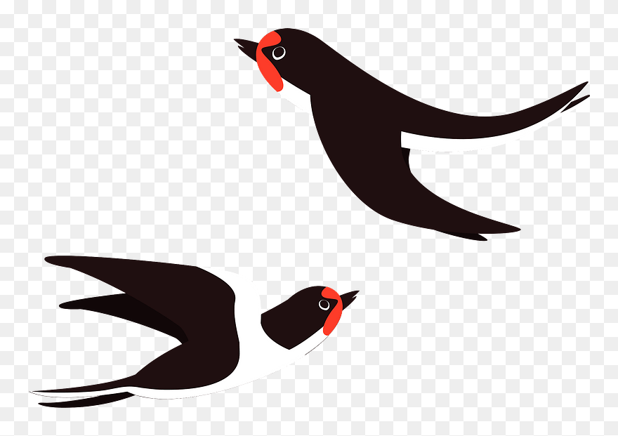Swallow Birds Clipart - Swallow - Png Download