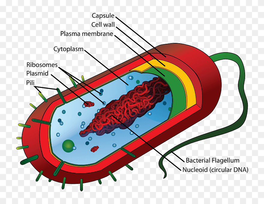 Average Prokaryote Cell En Clipart - Prokaryotic Cell Structure - Png Download