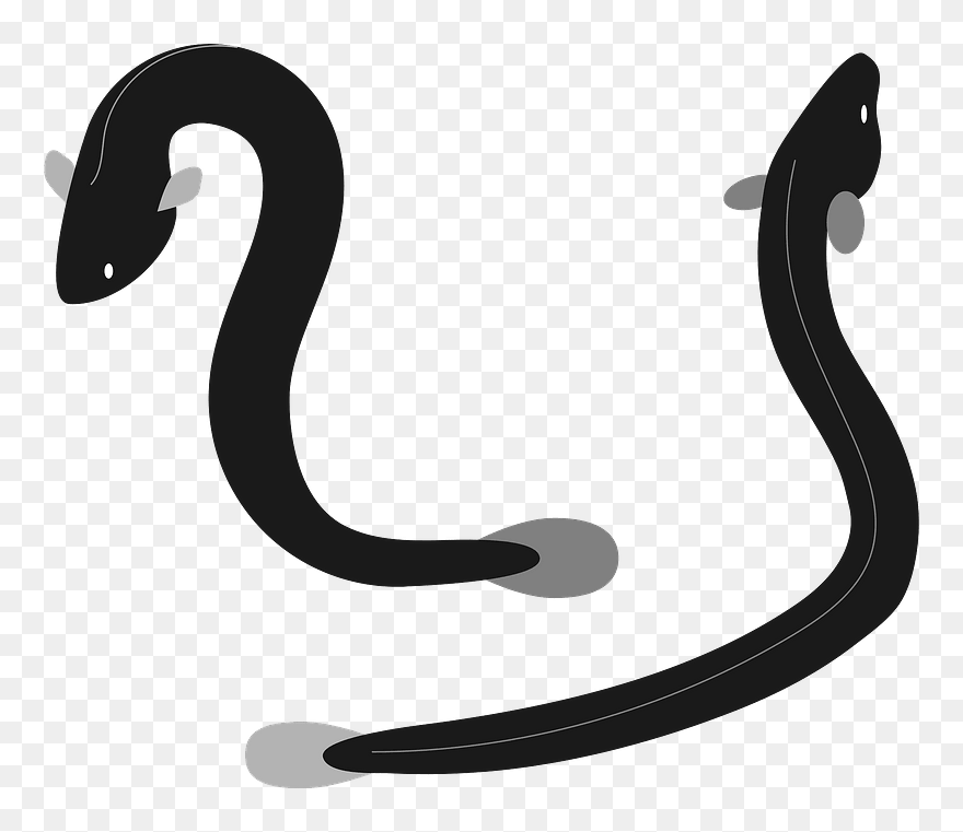 Unagi Eels Clipart - うなぎ イラスト フレーム - Png Download