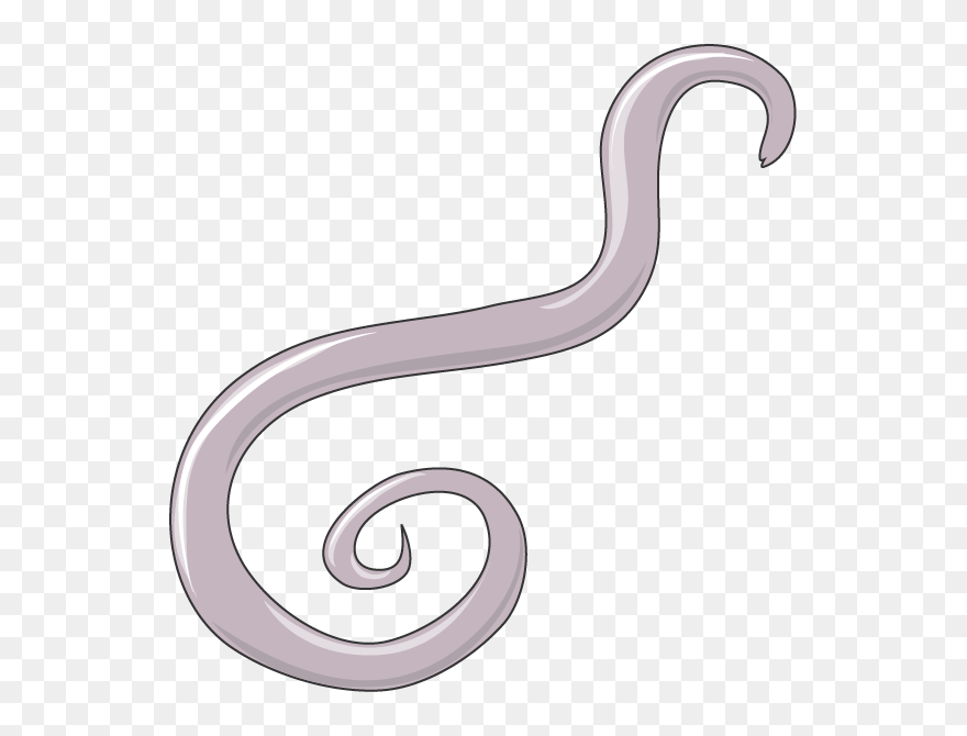 Ascaris Png Clipart