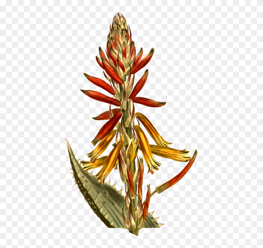 Aloe Drawing Vera Transparent Png Clipart Free Download - Aloe Flower Drawing