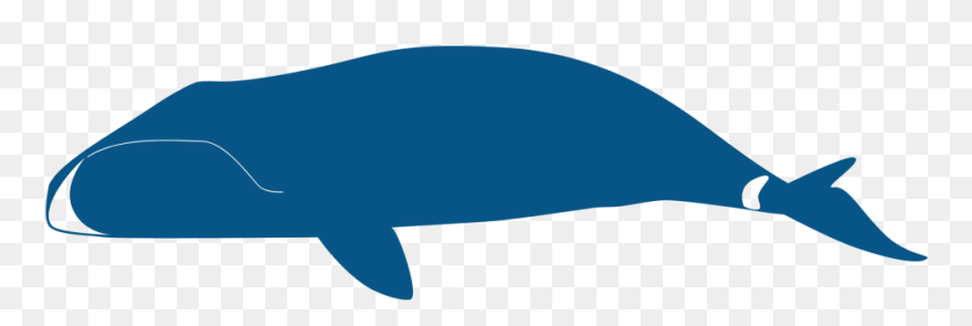 Whale Clipart
