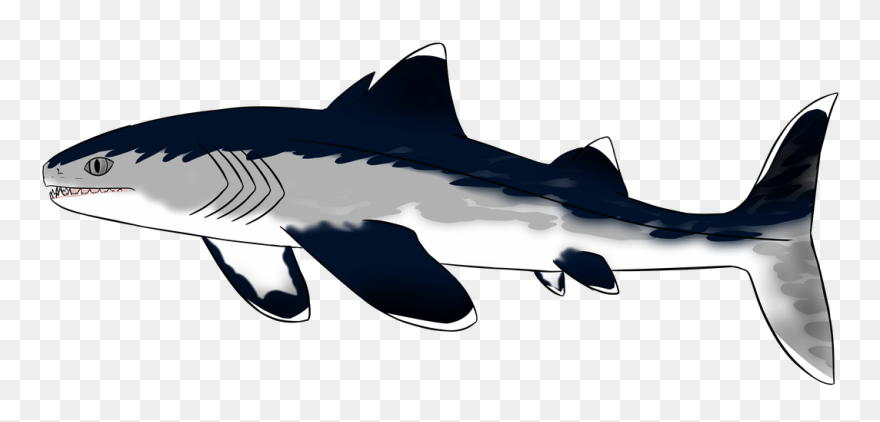 Picture - Shark Clipart