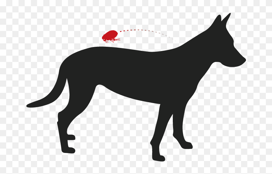 Silhouette Of A Whippet Clipart
