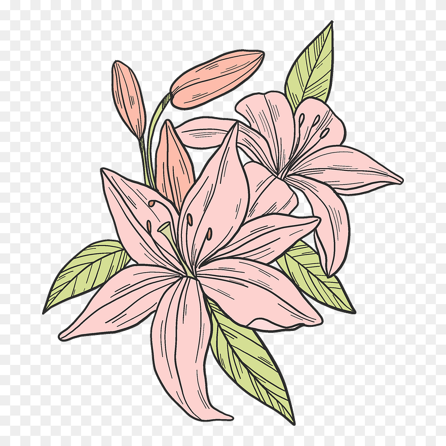 Pink Lilies Clipart - Stargazer Lily - Png Download