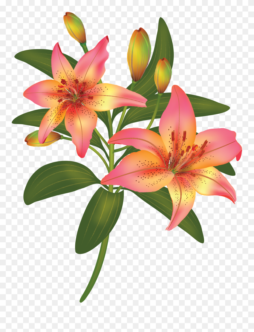 美麗 百合 花 Clipart