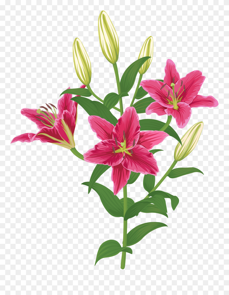Lily Lilium Female Liliaceae Flower Clipart
