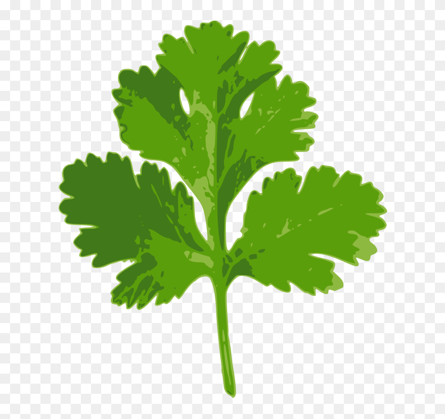 Herb Vector Sweet Basil Huge Freebie Download For Powerpoint - Clip Art Coriander Leaf - Png Download