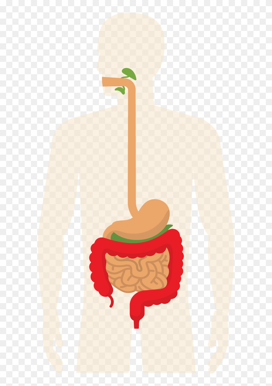 Clip Art - Png Download