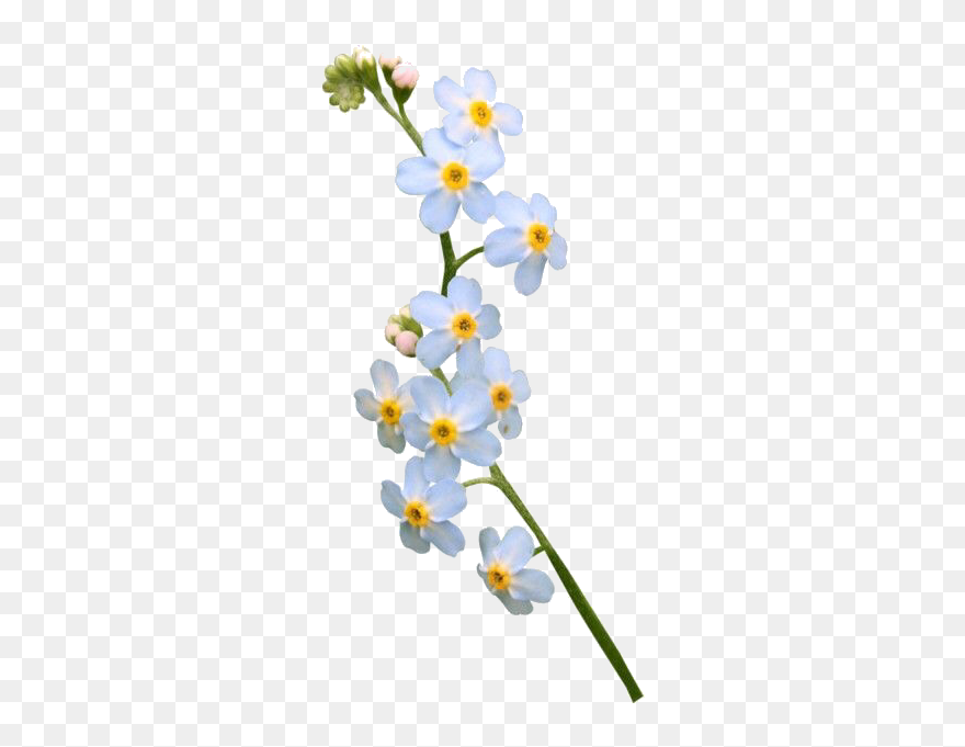 Image - Forget Me Not Flower Png Clipart