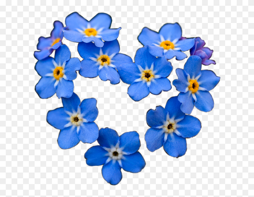 Forget Me Not Flowers Clipart - Png Download