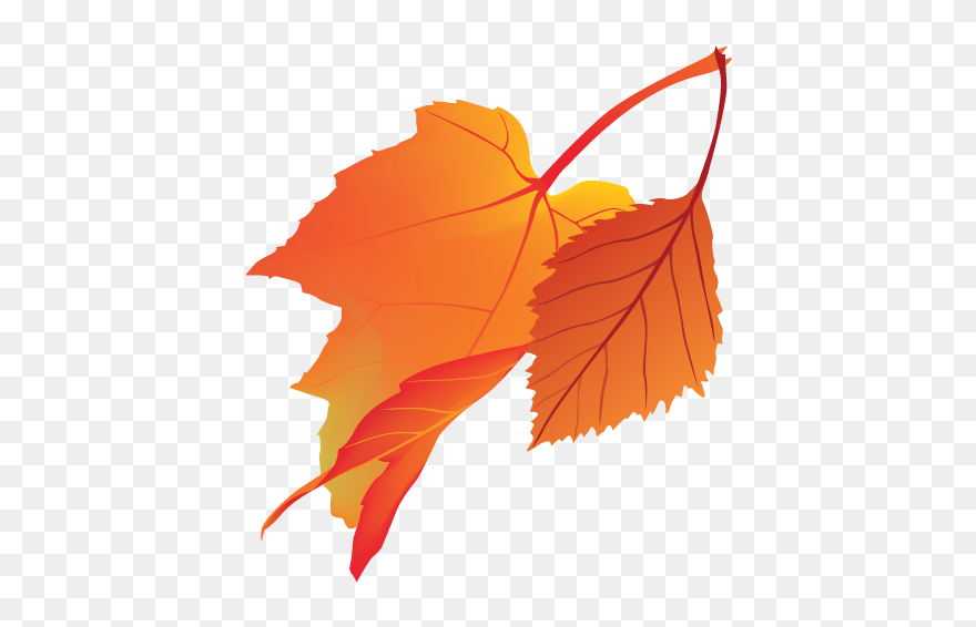 Maple Leaf Clipart