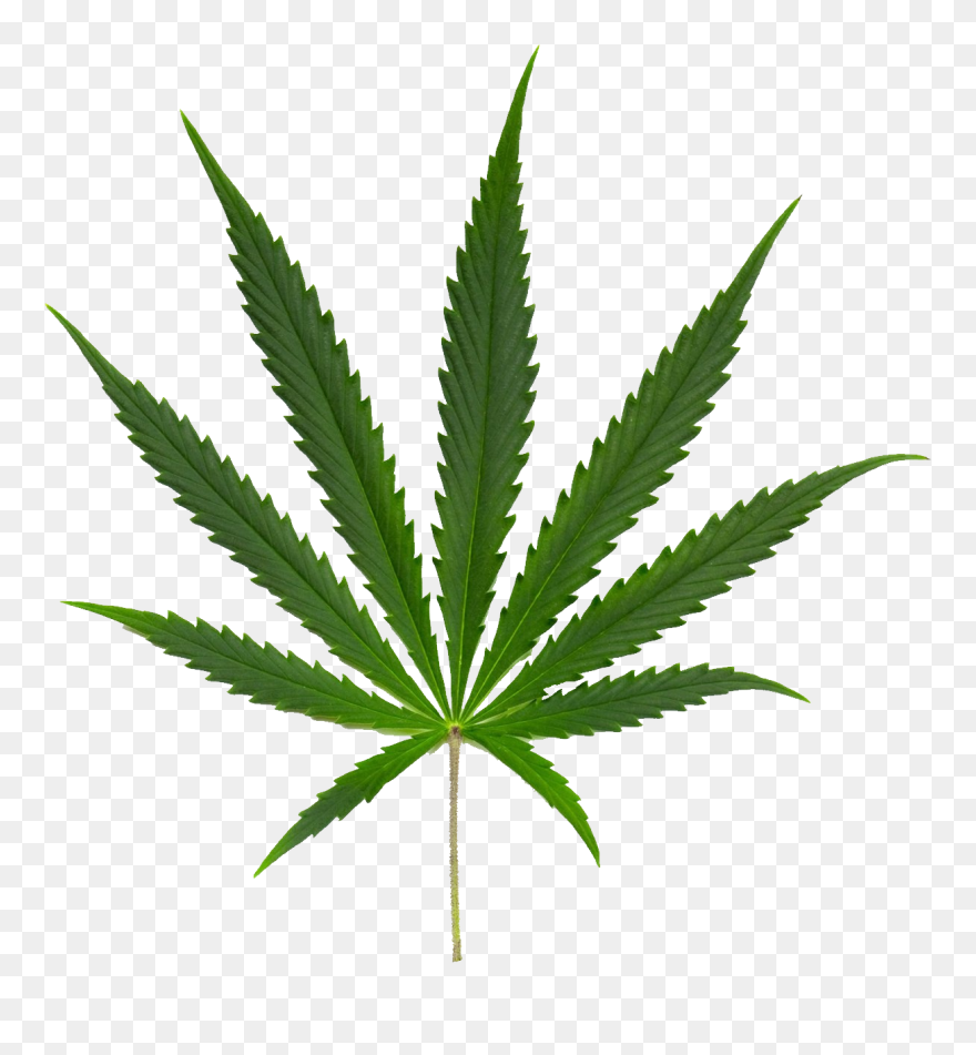 Download For Free Cannabis Png Image Without Background - Cannabis Leaf Png Clipart