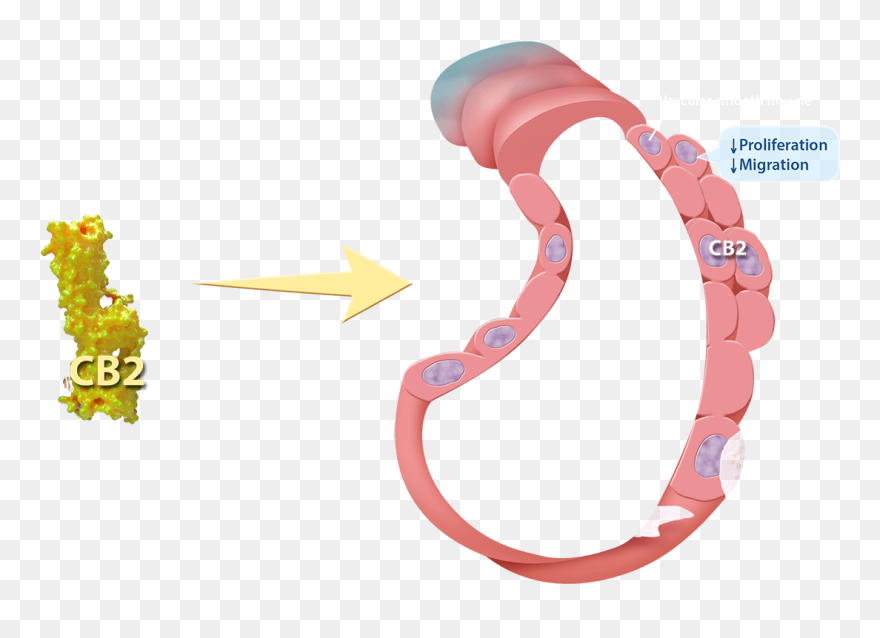 Clip Art - Png Download