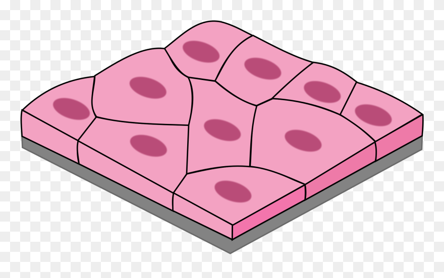 Transparent Body Tissues Clipart - Squamous Epithelium - Png Download