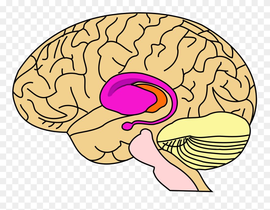 Basal Ganglia Clipart