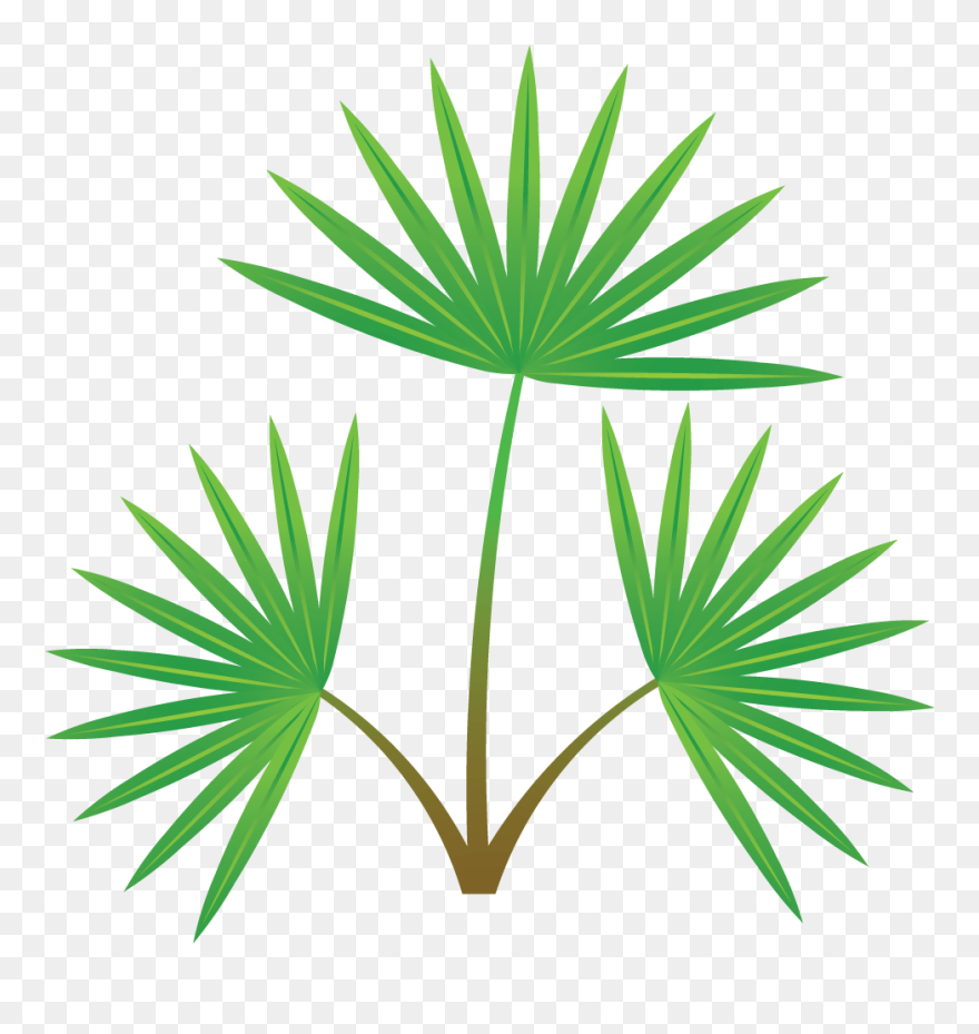 Palm Tree Section Clipart