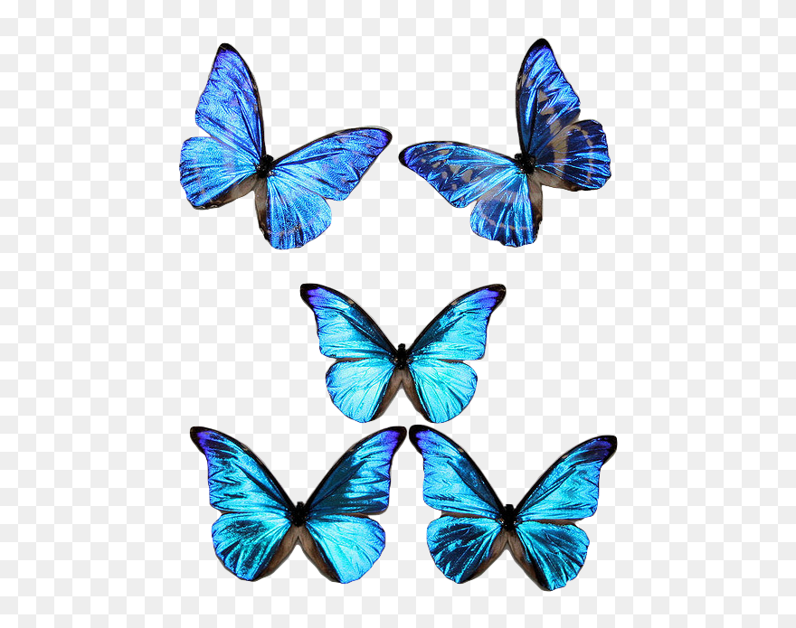 Blue Transparent Butterflies Clipart