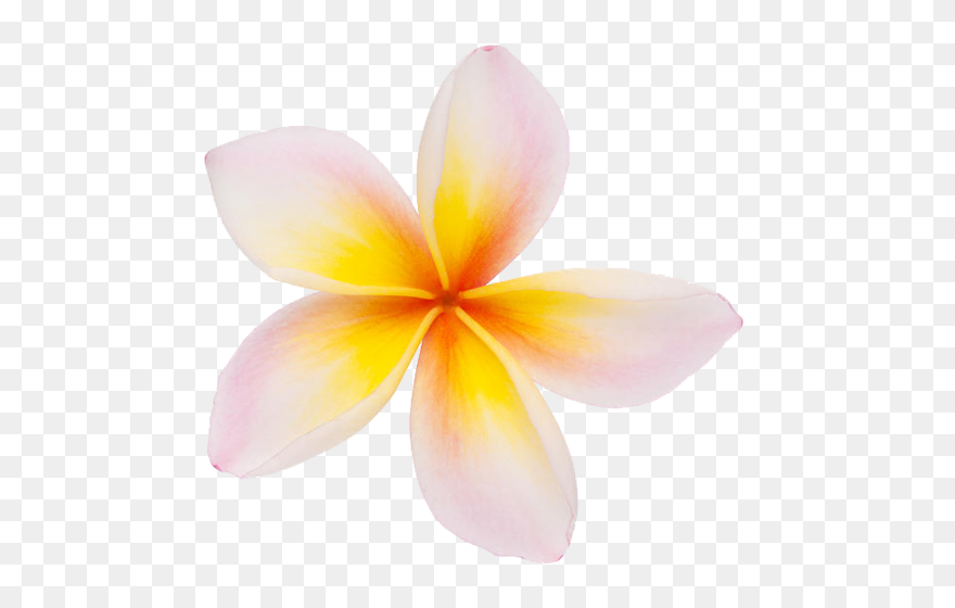 Plumeria Clipart - Png Download