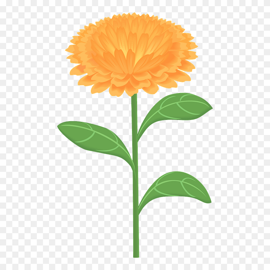 Calendula Officinalis Flower Clipart - English Marigold - Png Download