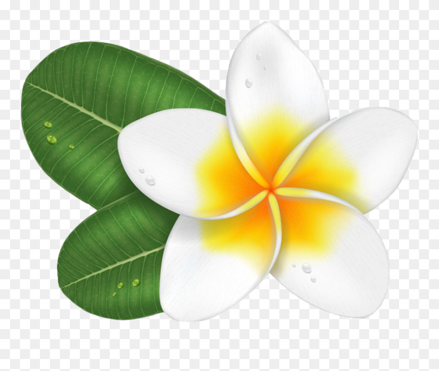 White Frangipani Png Hd Image - Frangipani Flowers Clip Art Transparent Png