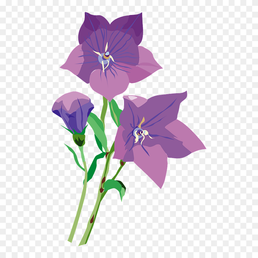 Japanese Bellflower Clipart - Gentiana - Png Download