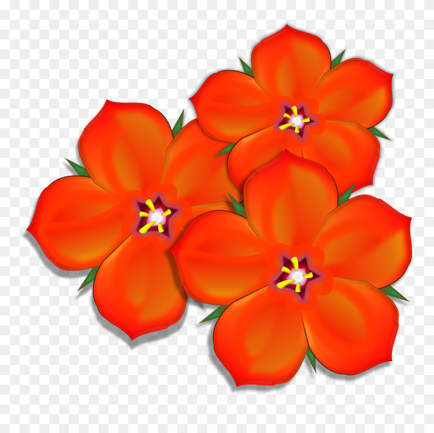 Scarlet Pimpernel Group - Scarlet Pimpernel Flower Png Clipart