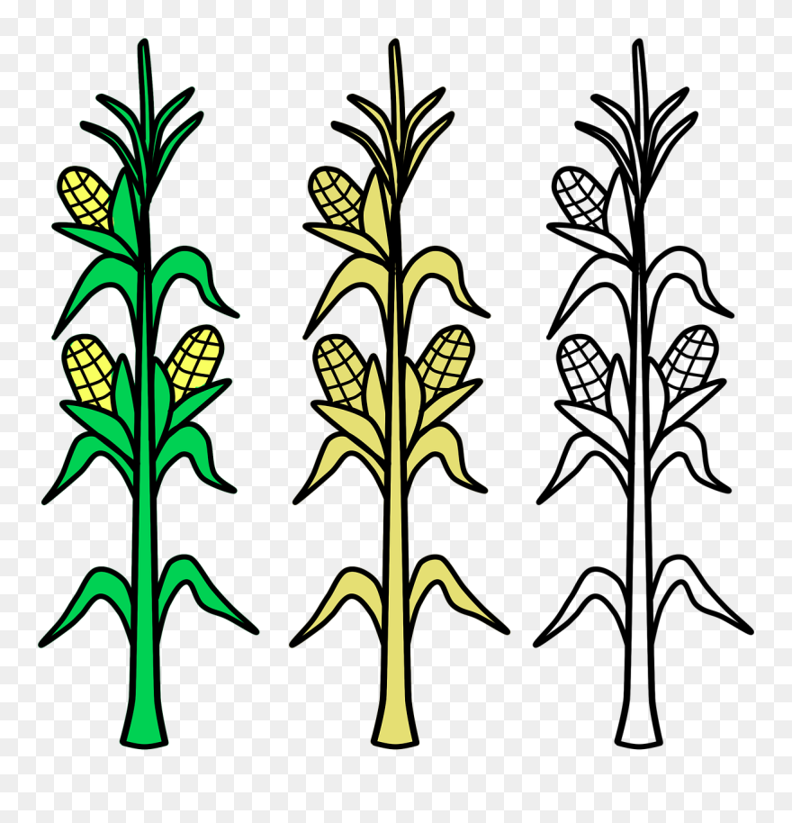 Corn Field Vector Agriculture Png Image - Corn Stalks Clipart Transparent Png