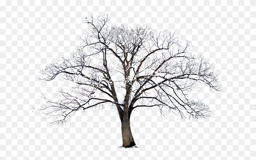 Bible Photography Winter - Transparent Background Winter Tree Clipart - Png Download