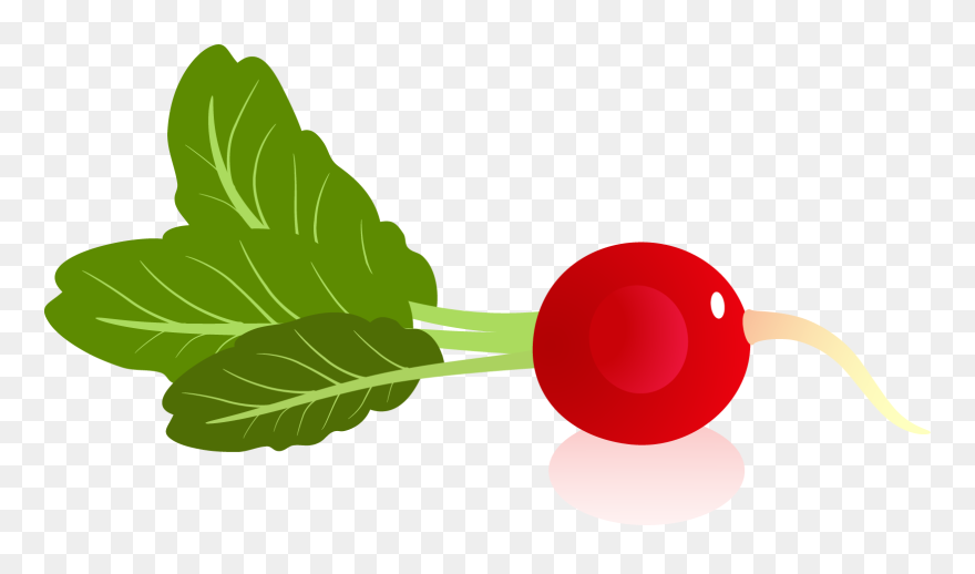 Rabano Dibujo Png Clipart