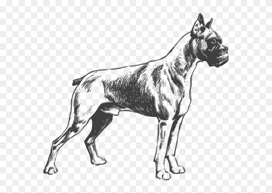 Boxer Drawing Png Images - Boxer Dog Vector Black And White Clipart