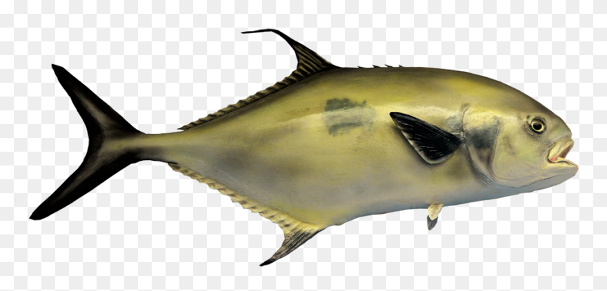 Fish Clip Art - Permis Fish - Png Download