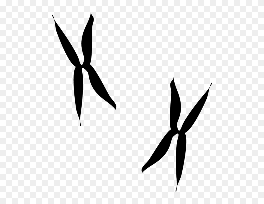 Does A Roadrunner Track Look Like Clipart