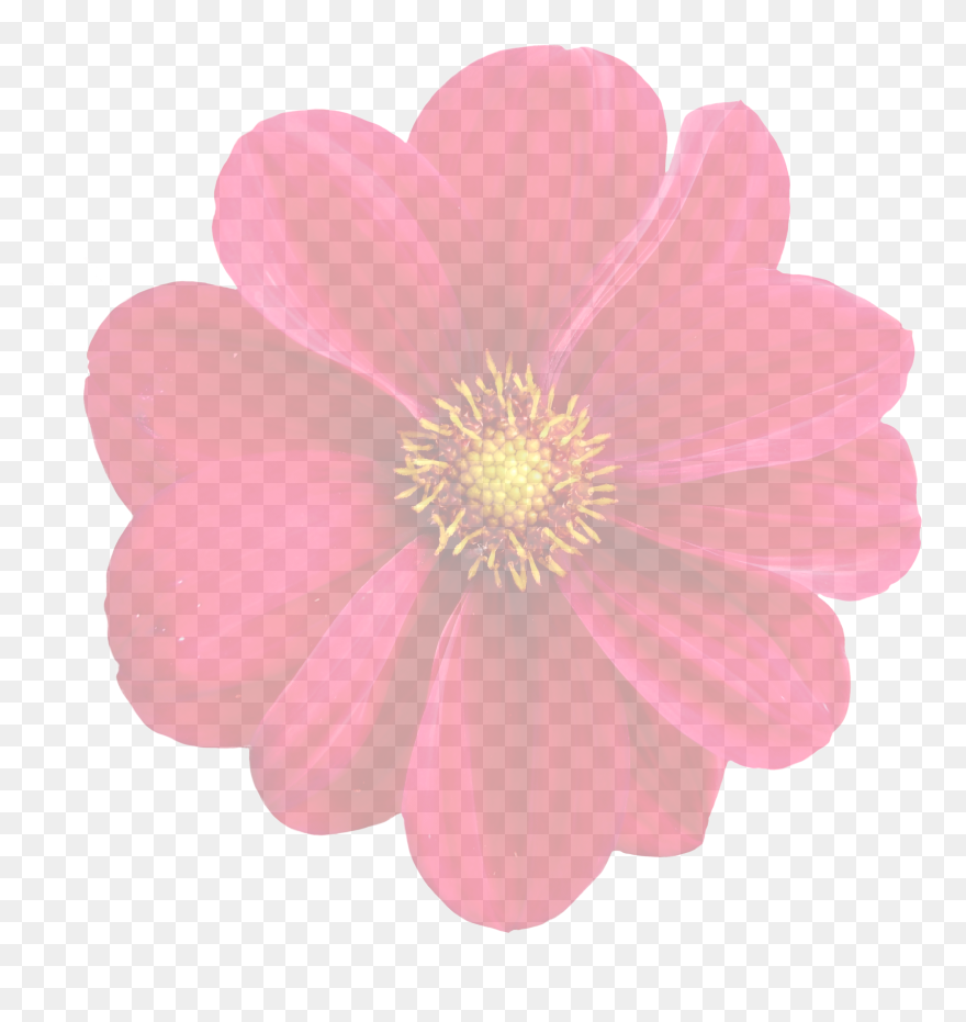 Dahlia Flower Plant Clip Art - Dahlia - Png Download