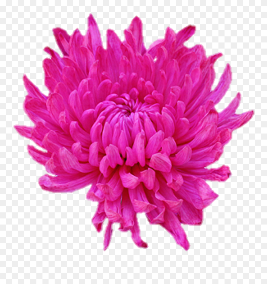 Dahlia Flower Clip Art - Dahlia - Png Download