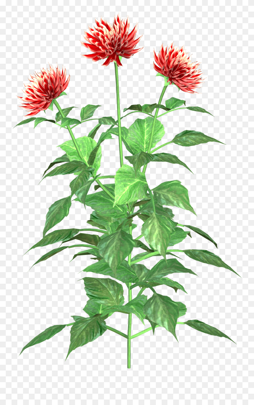 Dahlia Clip Art - Dahlia - Png Download