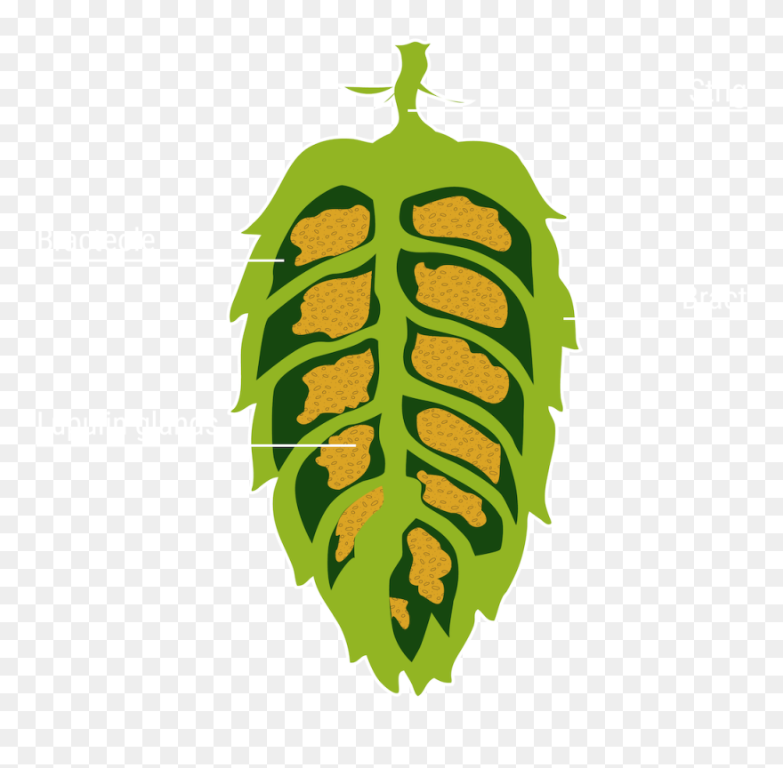 Hop Structure Clipart
