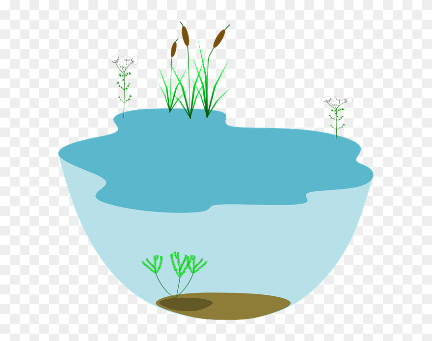 Lake Ecosystem Ecosystems Water - Ecosystems Transparent Clipart