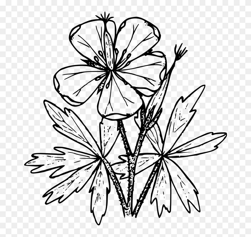 Symmetry,monochrome Photography,petal - Wild Flower Clip Art - Png Download