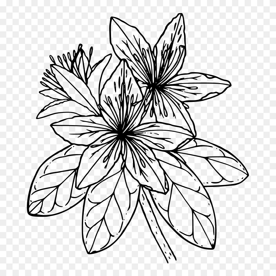 Pacific Azalea - Black And White Azalea Clipart