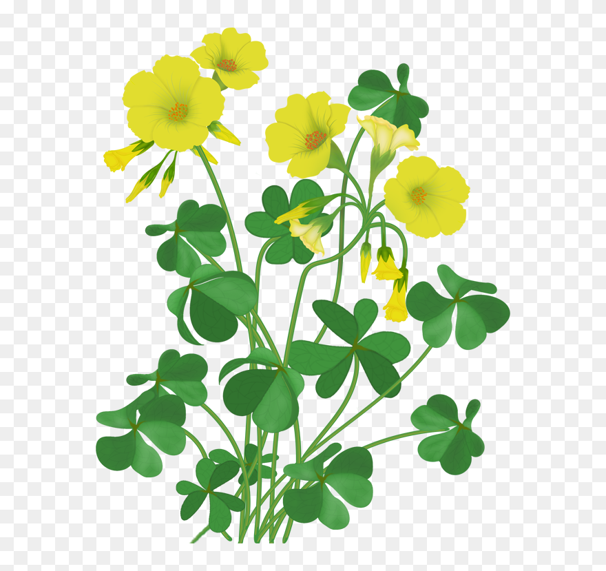Wildflower Vector Cartoon - Clipart Primrose - Png Download